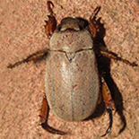 Adoretus species